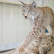 Выставка Камчатского края в ГД РФ