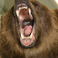 Выставка Камчатского края в ГД РФ