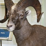 Выставка Камчатского края в ГД РФ