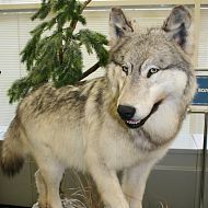 Выставка Камчатского края в ГД РФ